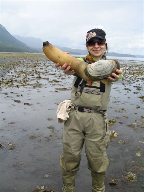 Gooey duck clam - The geoduck (pronounced “gooey-duck”) is no duck, nor is it particularly gooey. It’s the world’s largest burrowing clam, and it resides only in the coastal waters around Washington State ...